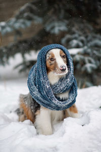Australian shepherd. hipster dog. a chilly puppy in a knitted hat. warm winter clothes for pets
