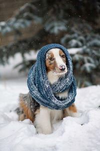 Portrait of dog on snow covered land