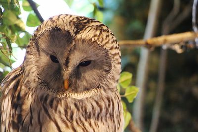 Close-up of owl