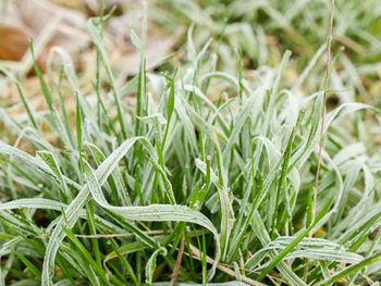 Close-up of fresh green grass in field