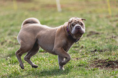 Dog running on grassy field