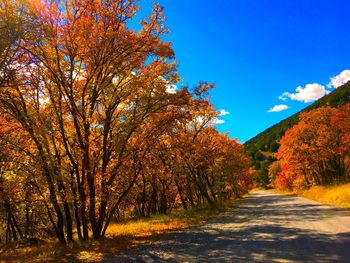 Road amidst trees during autumn