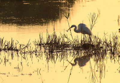 Bird on lake during sunset