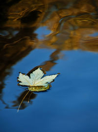 High angle view of leaf floating on water