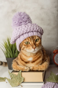 Portrait of a bengal cat in a hat with a book and autumn leaves. vertical shot.