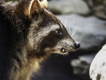 Close-up of an animal looking away