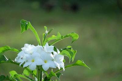 Close-up of flowering plant