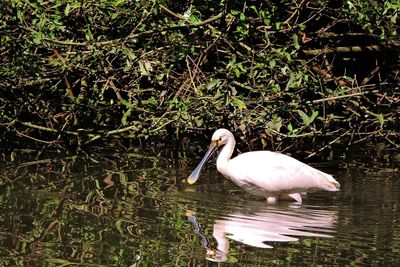 Birds in calm water