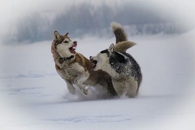 Dog in snow against sky during winter