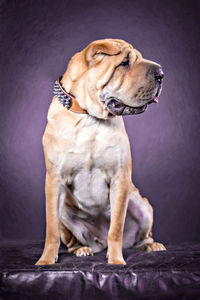 Dog looking away while sitting on wall