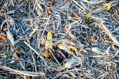 Full frame shot of dried fish