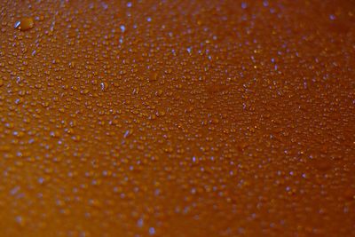 Close-up of water drops on orange