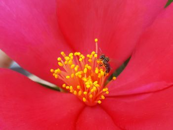 Close-up of red flower blooming outdoors