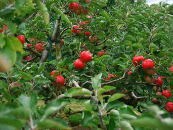 Close-up of red berries on tree