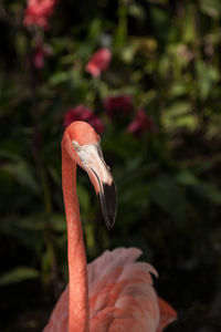 Close-up of a bird