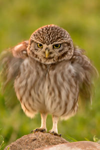 Close-up portrait of owl perching outdoors