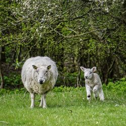 Sheep on grass landscape