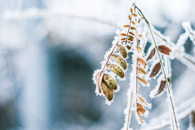 Low angle view of dry leaves on snow covered tree