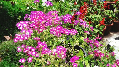 Close-up of pink flowers