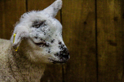 Close-up of lamb standing in pen