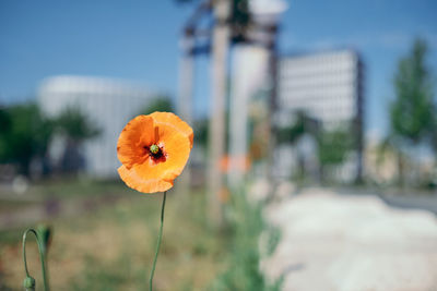 Close-up of orange flower against sky