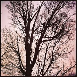 Low angle view of bare trees against sky