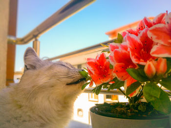 Close-up of cat on flower