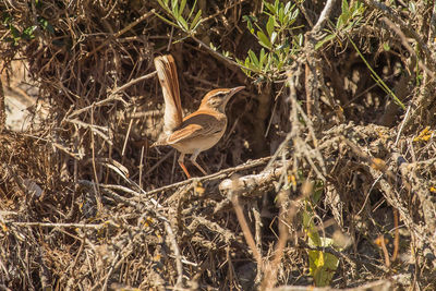 Bird perching on a tree