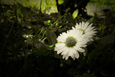 Close-up of white daisy flower