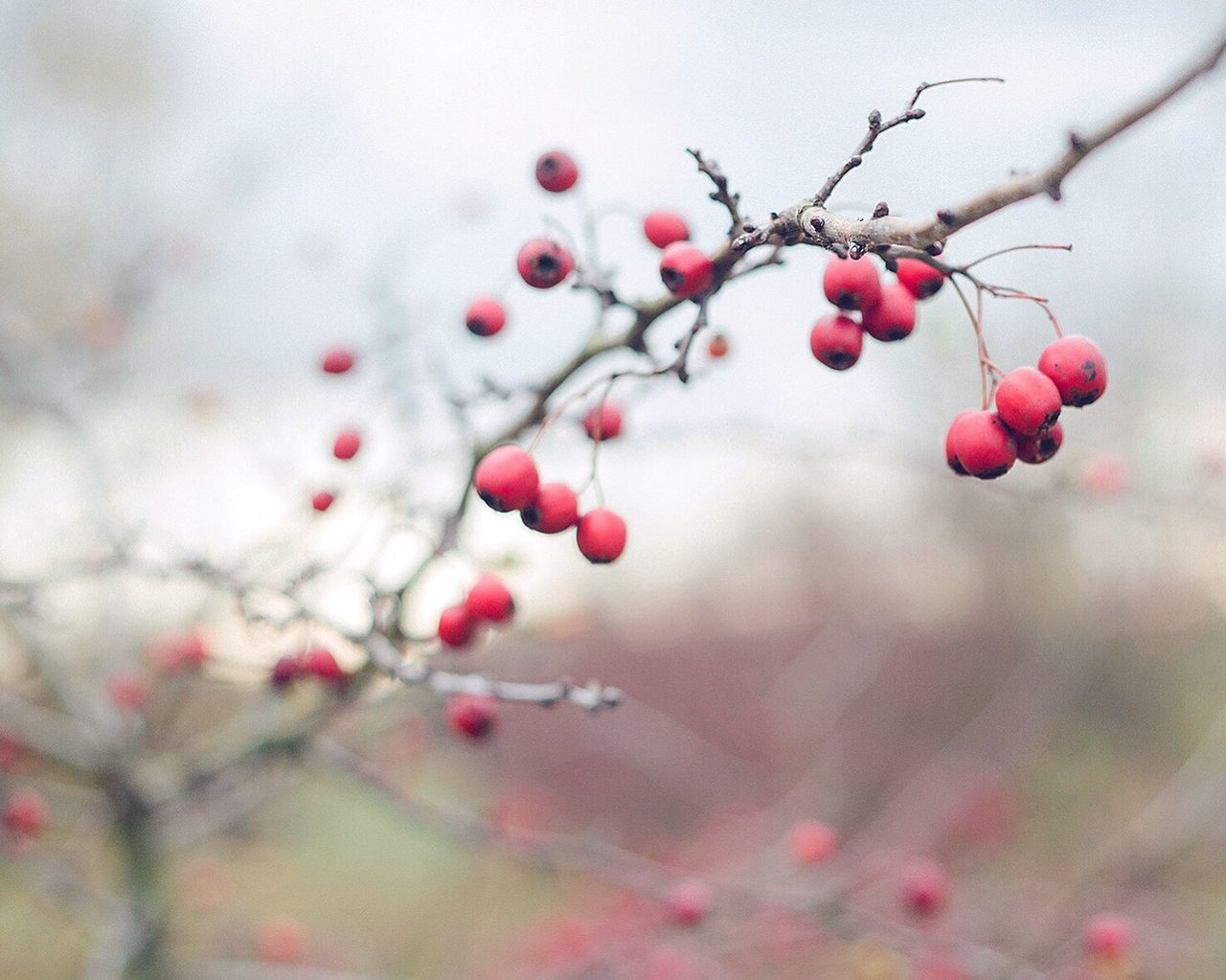 fruit, nature, close-up, growth, tree, red, focus on foreground, outdoors, no people, day, freshness, beauty in nature, rose hip, branch, rowanberry