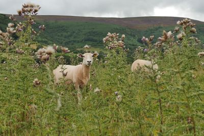 Sheep in a field