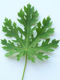 High angle view of green leaves on table