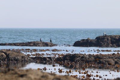Rock pools exposed at low tide with sea birds perched on top