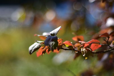 Close-up of flowering plant