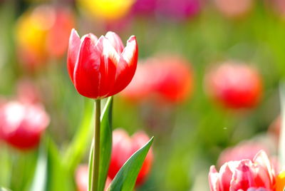 Close-up of red tulip