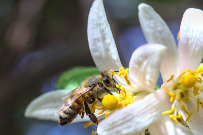 Close-up of bee pollinating on flower