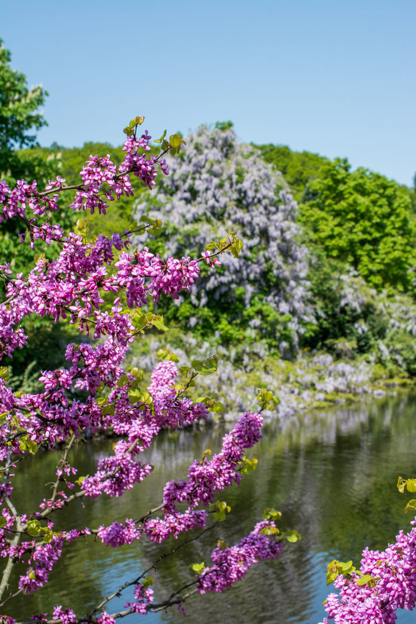 CLOSE-UP OF PURPLE FLOWERING PLANTS AGAINST SKY