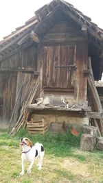 Dog on barn against sky