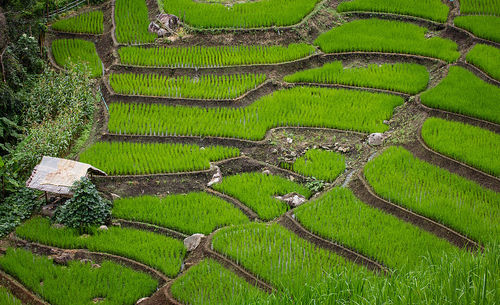 High angle view of rice field