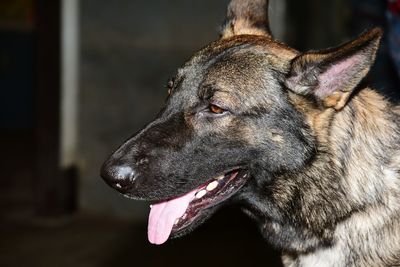 Close-up of a dog looking away