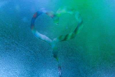 Close-up of swimming underwater