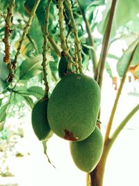 Close-up of fruits on tree