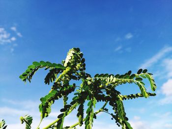 Low angle view of plant against sky