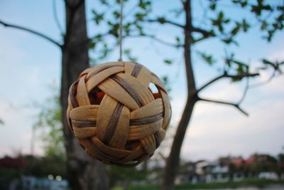 Low angle view of a shell on the tree