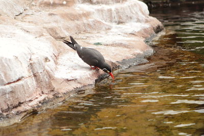 Bird perching on rock