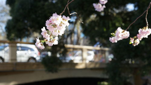 Close-up of pink flowering plant against blurred background