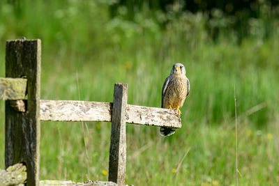 Kestrel, falco tinnunculus, perched on a fence in farmland