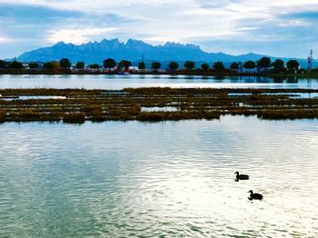 View of birds in lake