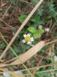 High angle view of white flowering plant on field