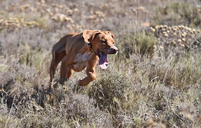 Dog running by plants